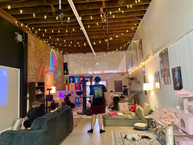 Separate Spaces Keep Coffee and Cats Perfectly Organized