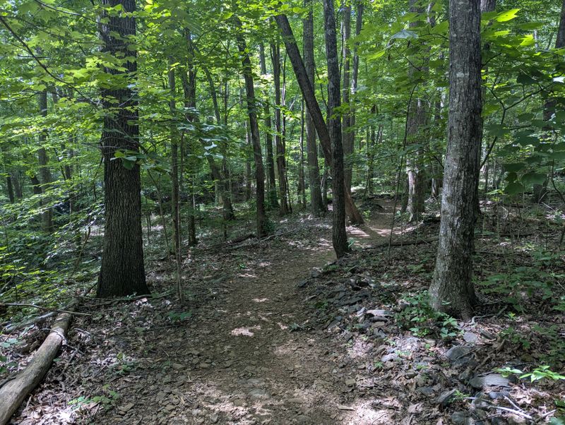 Paddy Mountain’s Old Railroad Cut That Still Looks Wild