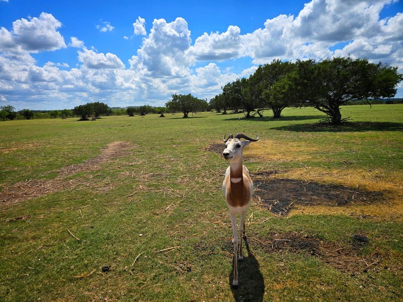 Rolling Through Wide Open Pastures