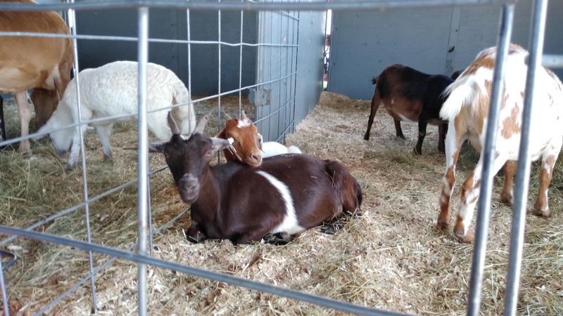 Maine’s Oldest Agricultural Fair Still Standing