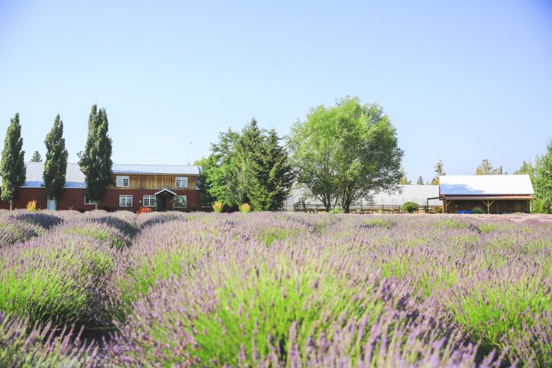 Over Twenty Lavender Varieties You Never Knew Existed