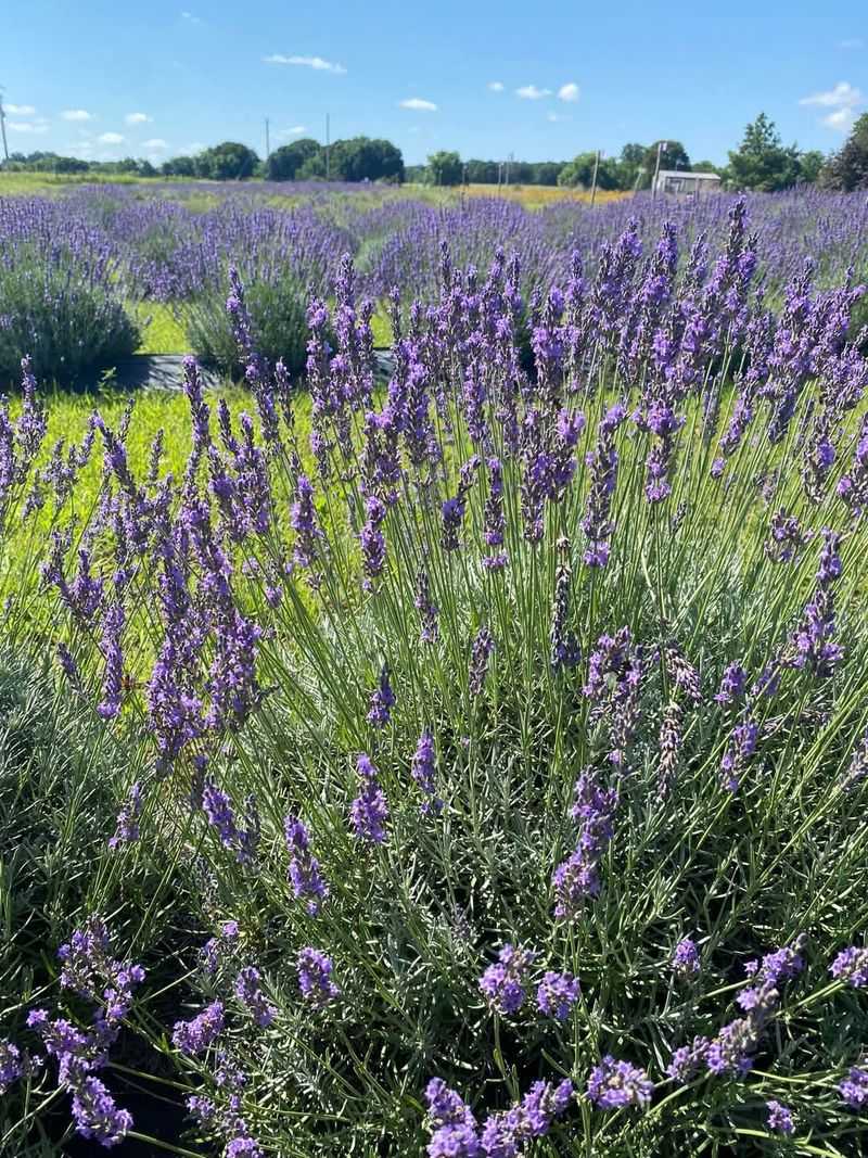 Purple Rows That Stretch Toward the Horizon