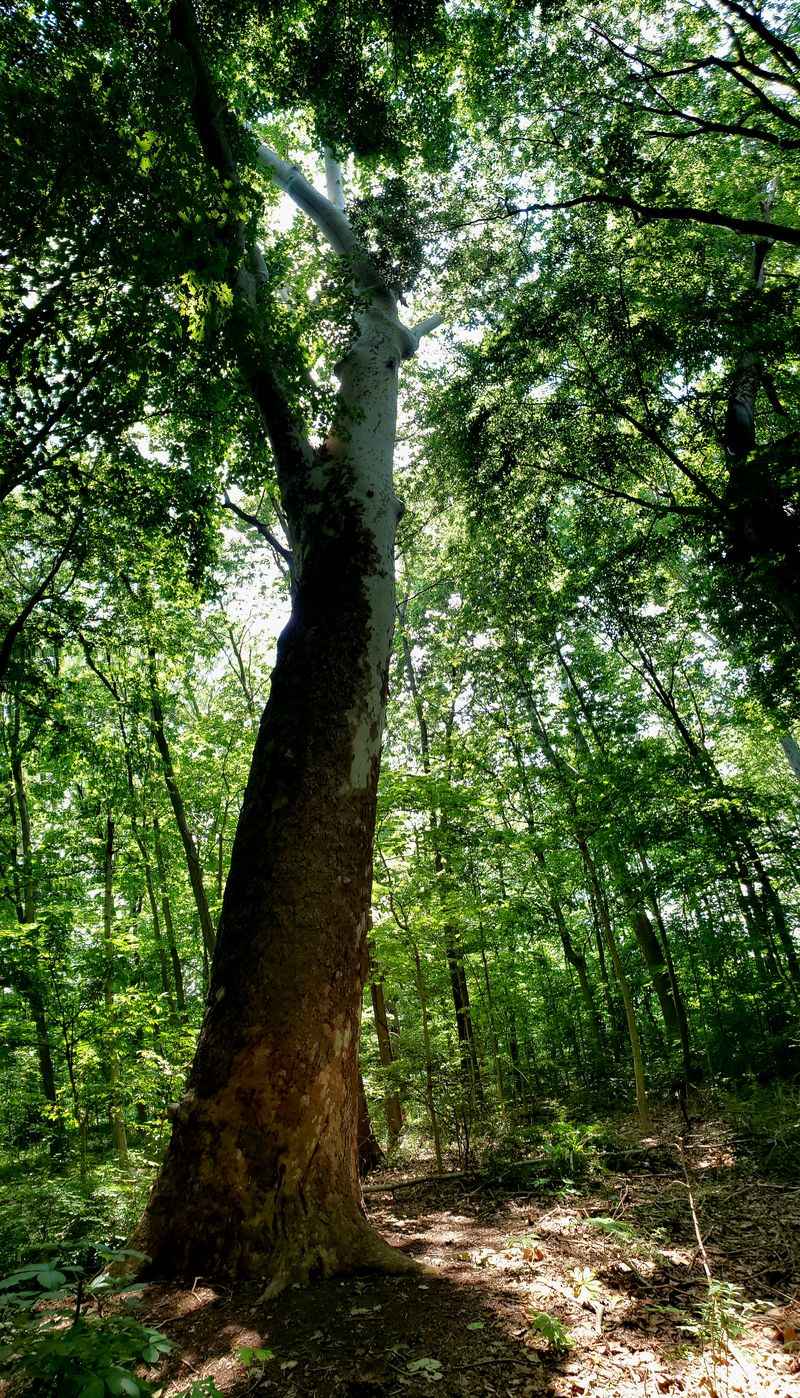 Wildlife And Legacy Trees Worth Discovering