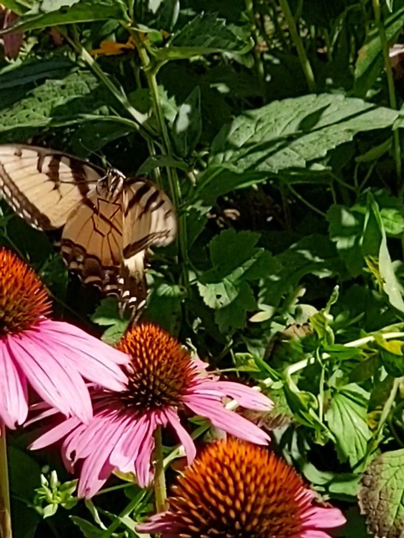 Native Plants With Purpose and Beauty