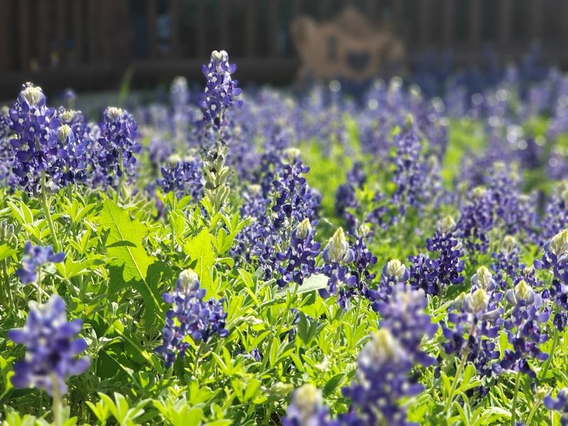 Wildflower Seeds to Bring the Magic Home