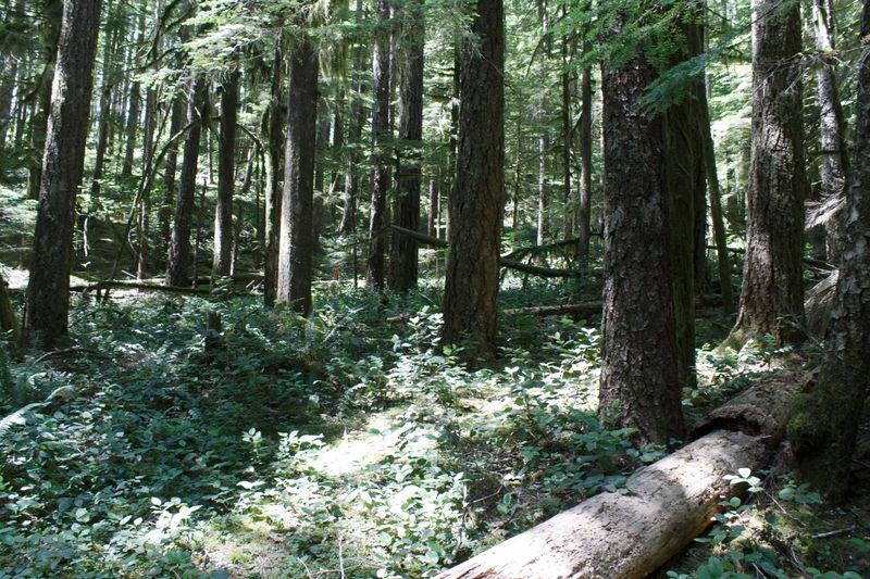 Ancient Forest Canopy