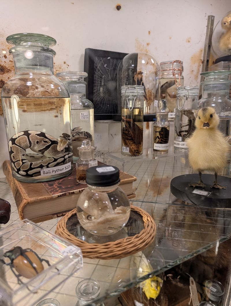 Taxidermy and Oddities That Command Attention