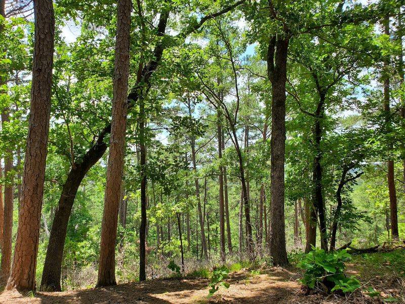 Hiking Trails That Clear Your Mind