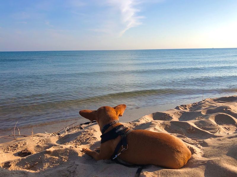 The Serenity of a Quiet Beach Waiting at the End of the Trail