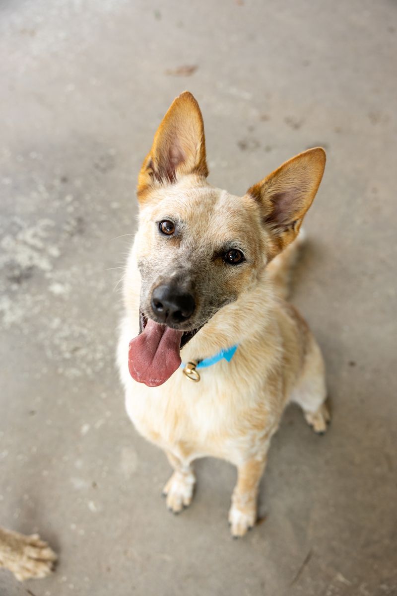 Why Dog Owners Keep Coming Back