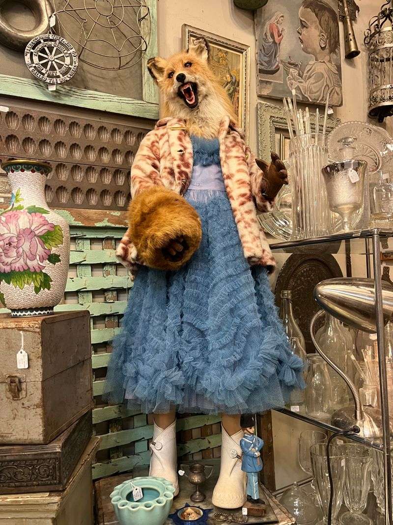 Taxidermy and Oddities That Stop You Cold