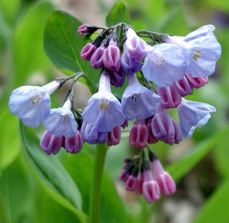 Wildflower Photography Opportunities