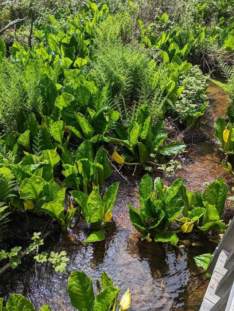 Protected Wetland Wonderland