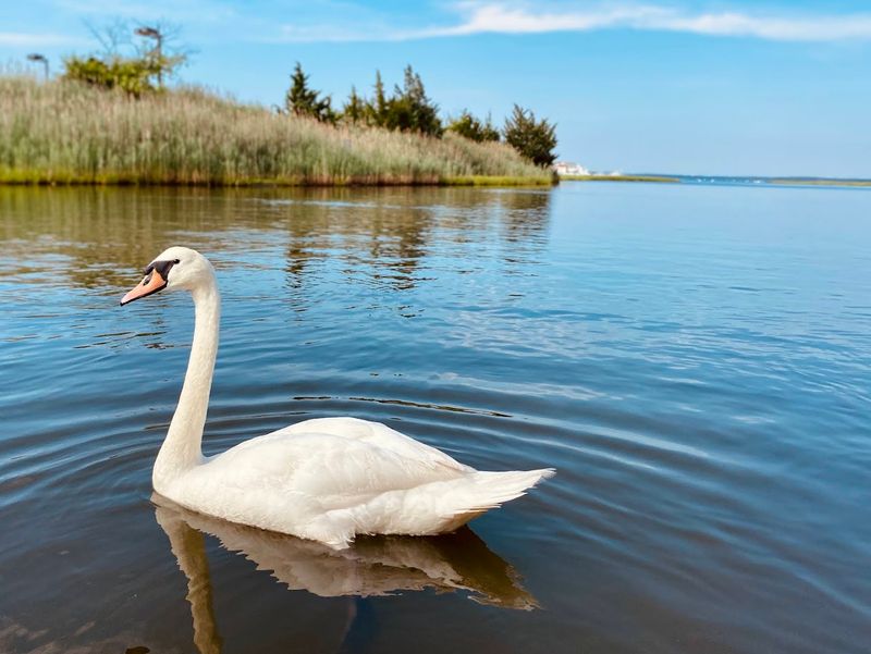 Feeding Swans and Ducks Like a True Local