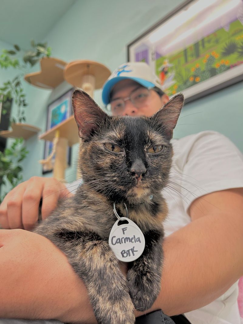 Kittenpalooza Events Bring Extra Cuteness Overload