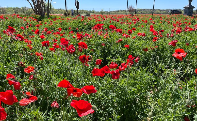 Why Wildseed Farms Belongs on Every Texas Road Trip