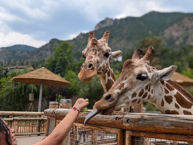 Giraffe Feeding, The Can’t-Miss Moment