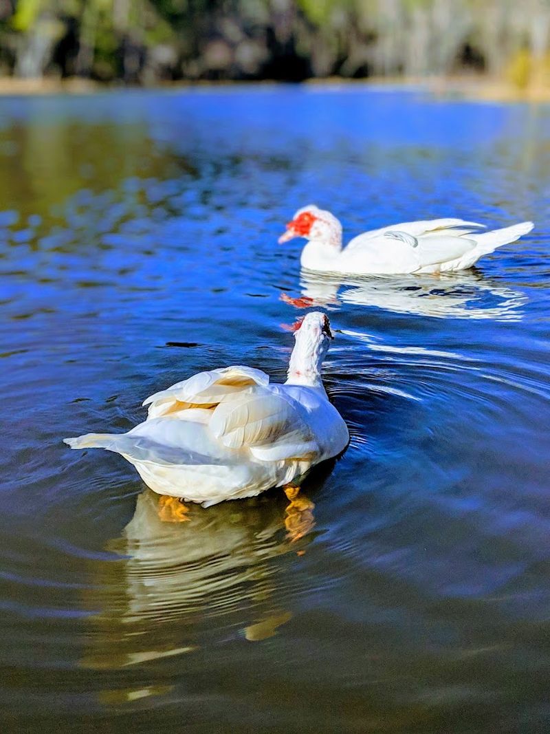 Wildlife Encounters That Spark Joy