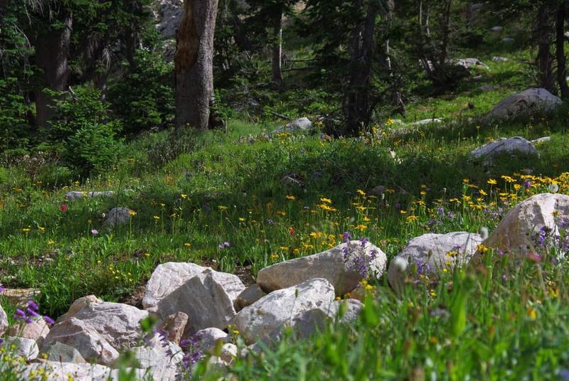 A Short Bloom Season That Draws Outsized Attention