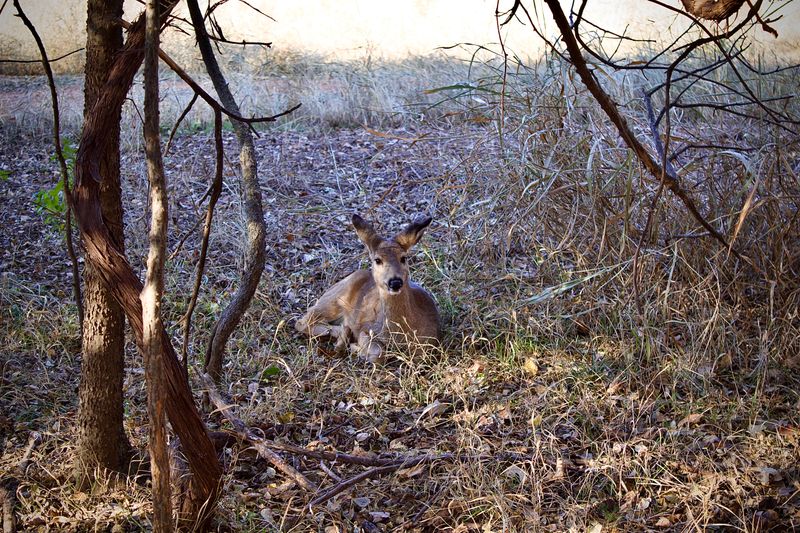 Wildlife Encounters Right Off The Highway