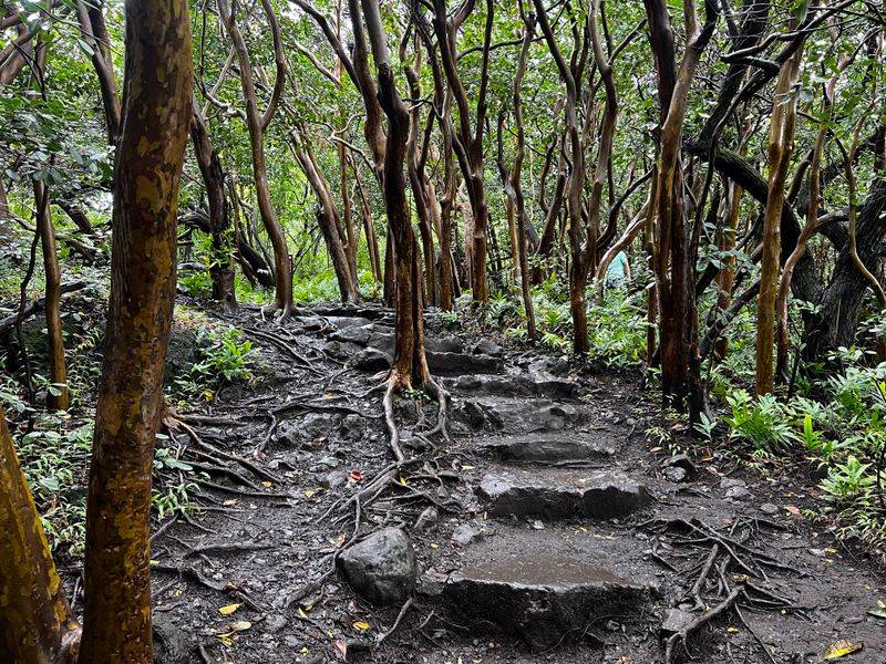 Bamboo Groves That Never Fully Go Quiet