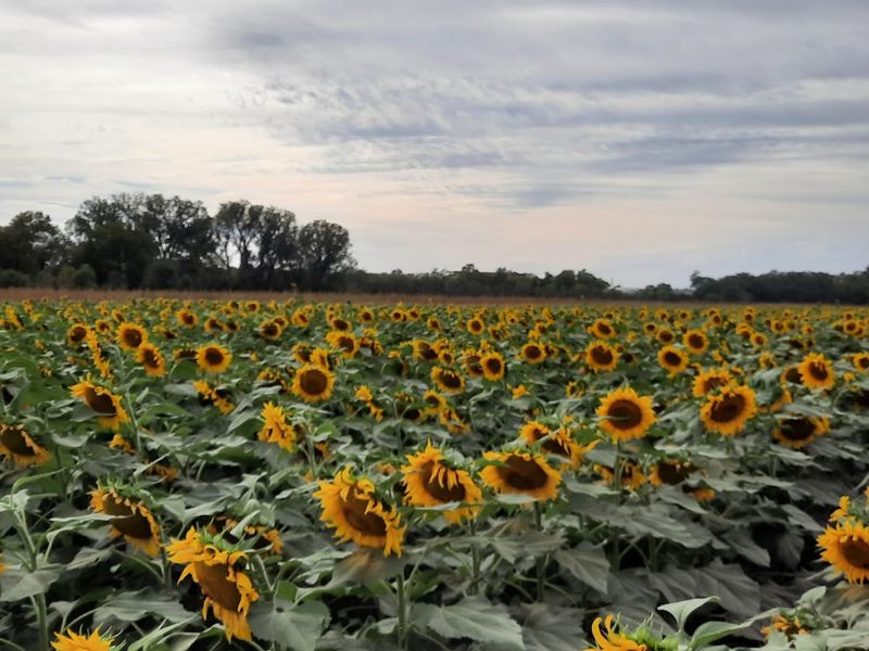 Britt’s Farm (Manhattan) 