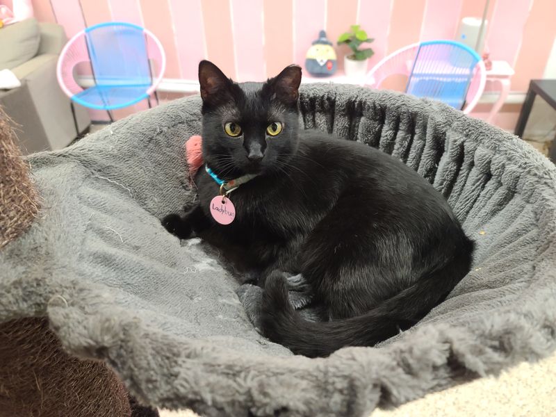 Special Events Add Extra Fun to the Cat Cafe Experience