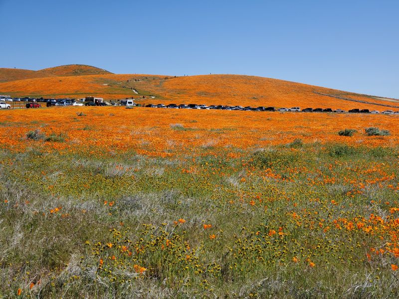 Antelope Valley Poppy Reserve