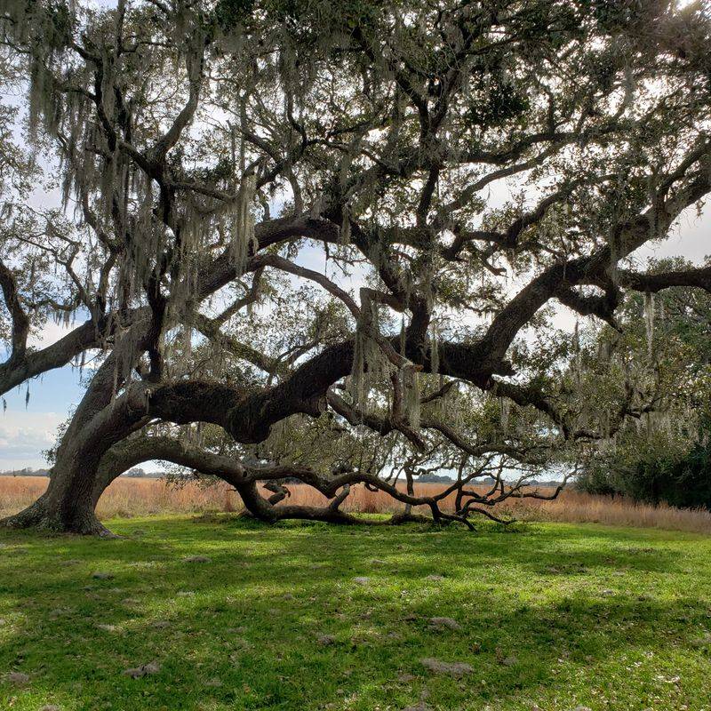 Spanish Moss Canopy on the Trails