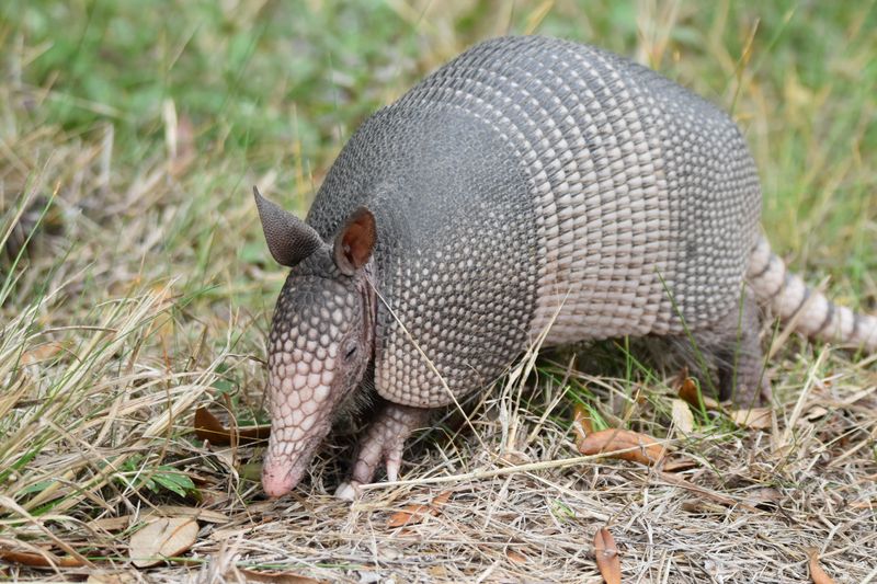 The 16-Mile Auto Loop Brings Wildlife to You