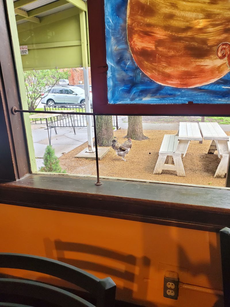 Coco The Rooster Makes Every Visit Unforgettable