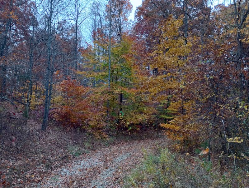 Fall Colors That Go Hard