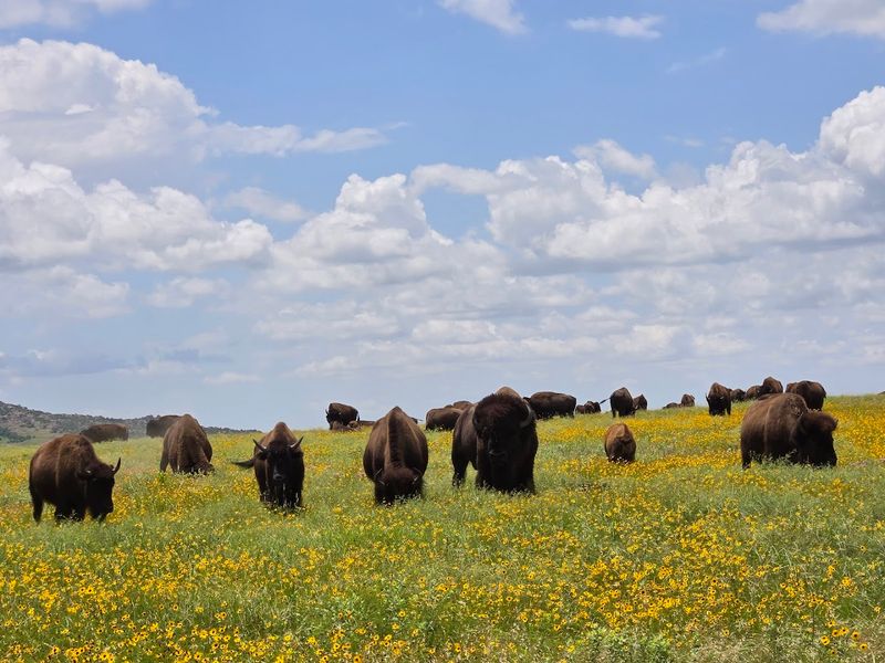 Bison, Longhorns, and Prairie Dogs Roaming Free