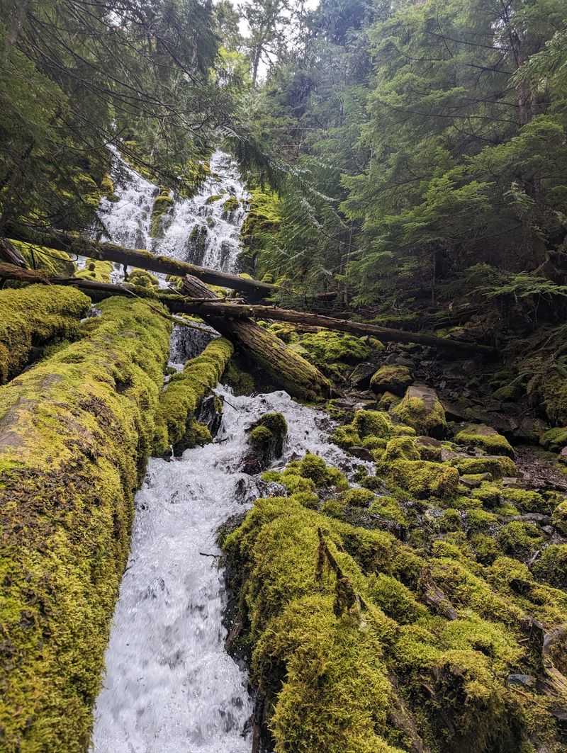 Moss-Covered Everything (Seriously, Everything)