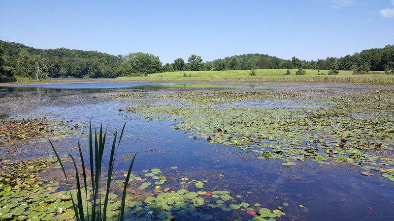 Quiet Atmosphere Provides Escape from Crowded Parks