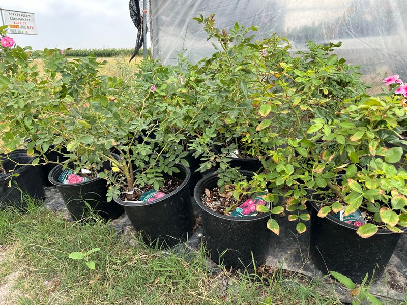 Seasonal Fresh Produce and Greenhouse Plants