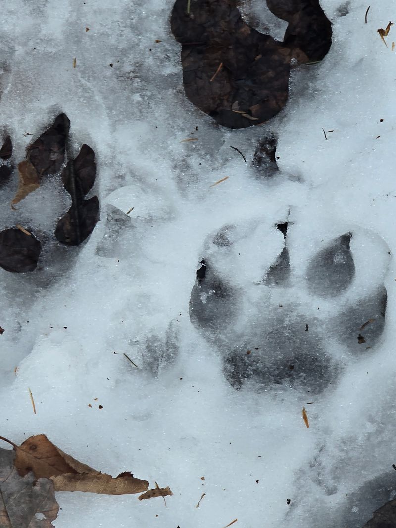 Winter Trails From Town To Wilderness
