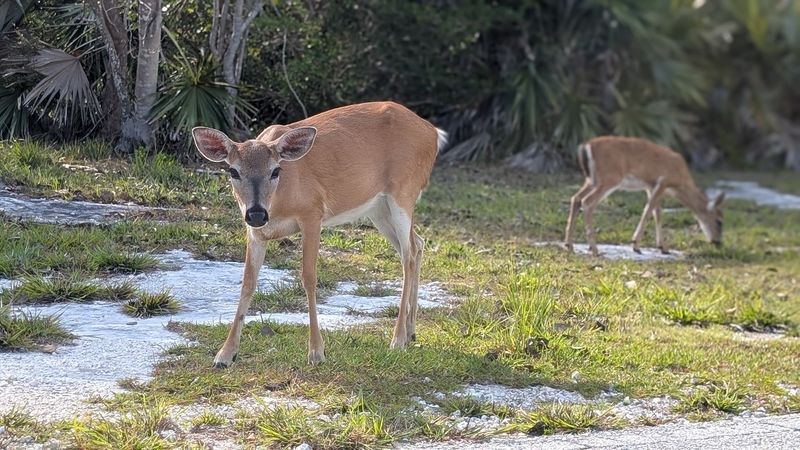 National Key Deer National Wildlife Refuge 