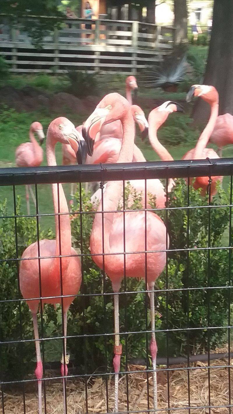 Flamingo Mingle Offers Rare Bird Encounters