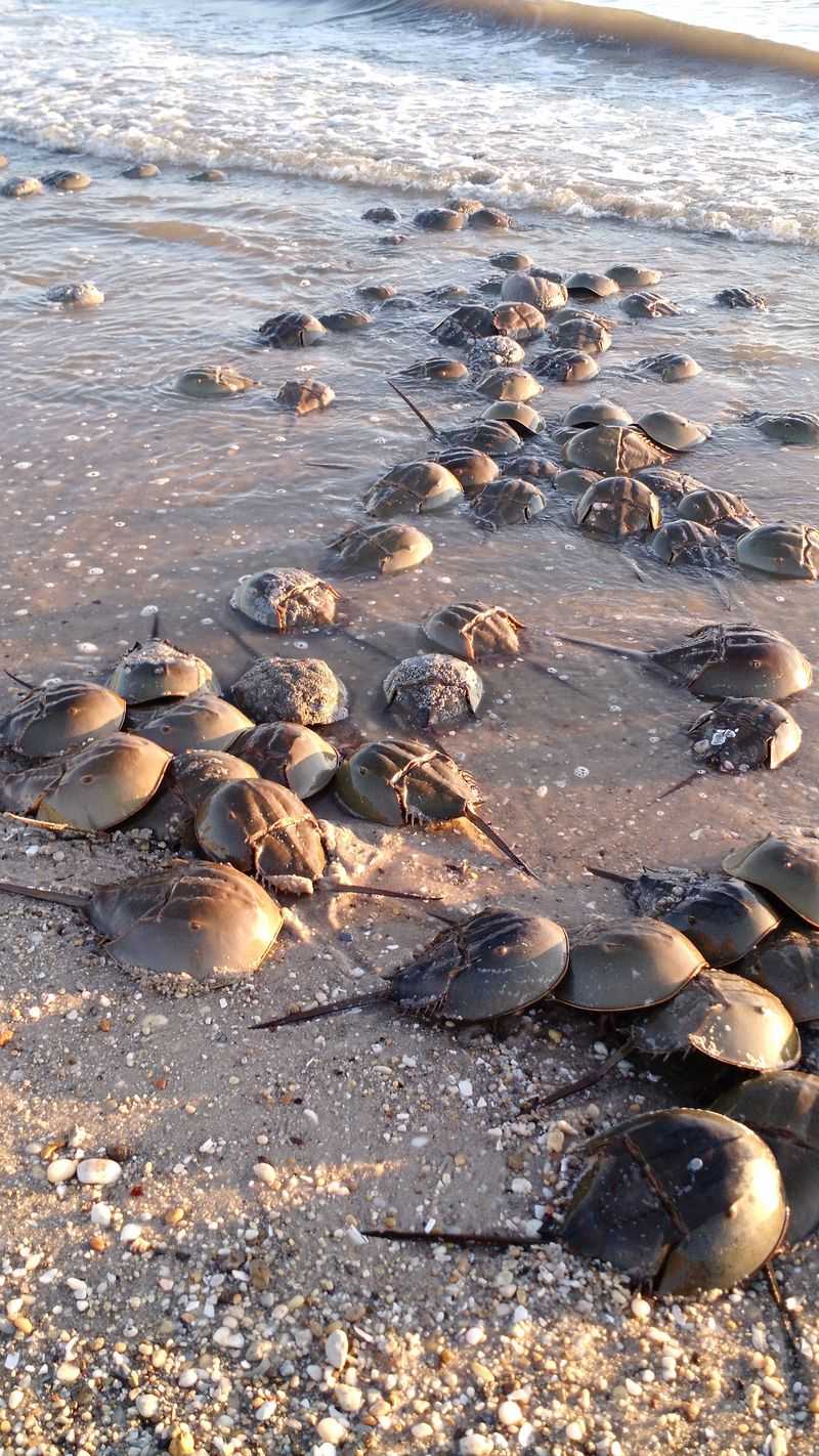 Horseshoe Crab Spawning Spectacles