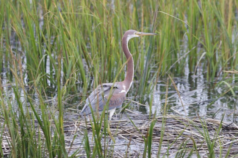 Shorebirds, Herons, and Rare Species