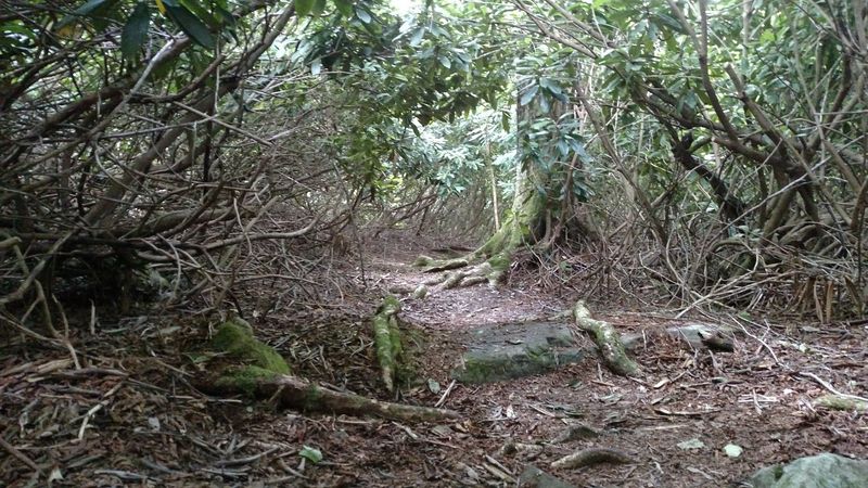 Natural History Interpretive Walk