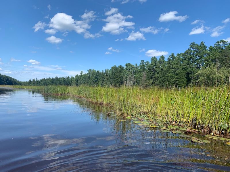 Wharton State Forest (Mullica River Trail)