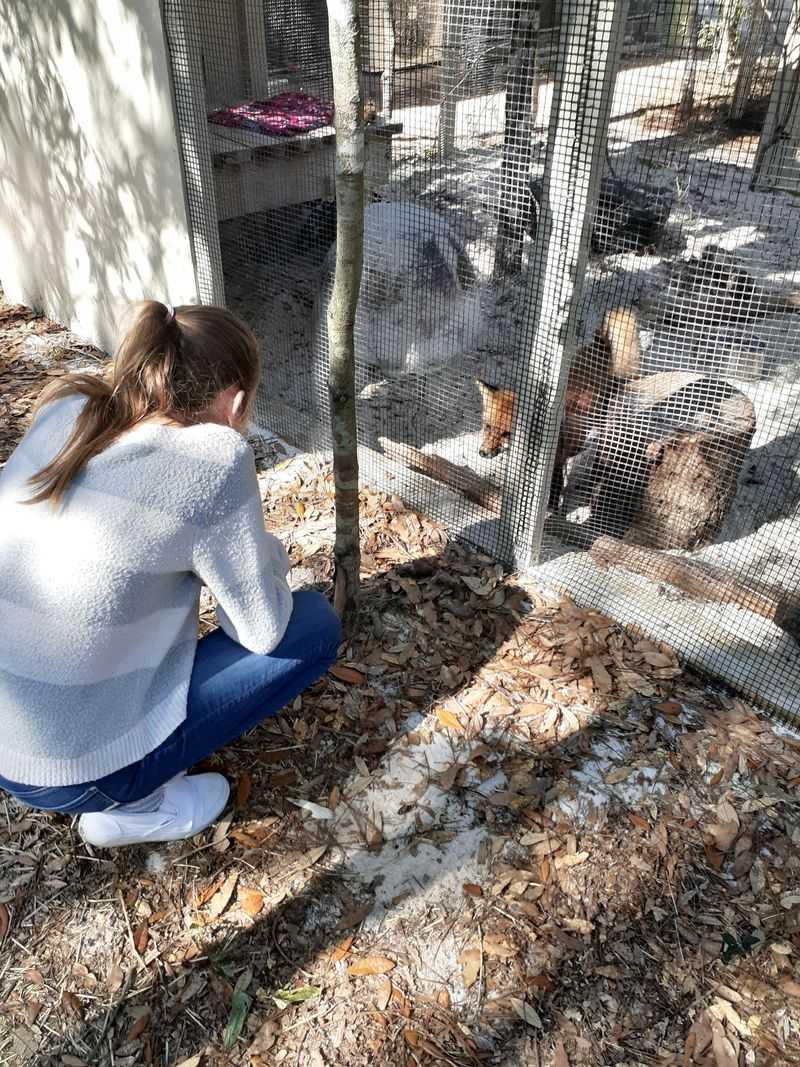 Disrespect For Wildlife Viewing Guidelines