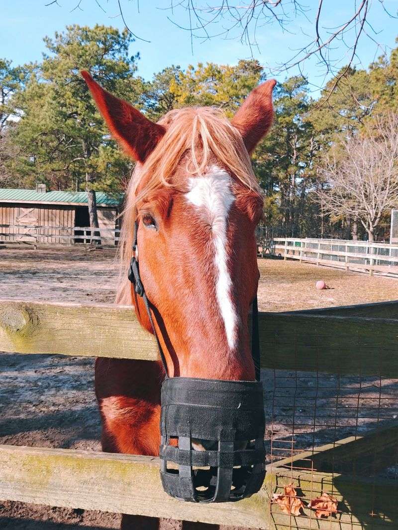Mickey the Appaloosa Horse and His Gentle Soul
