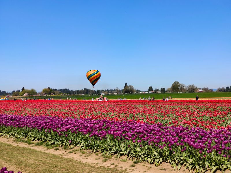Tulip Festival Street Fair (Mount Vernon)