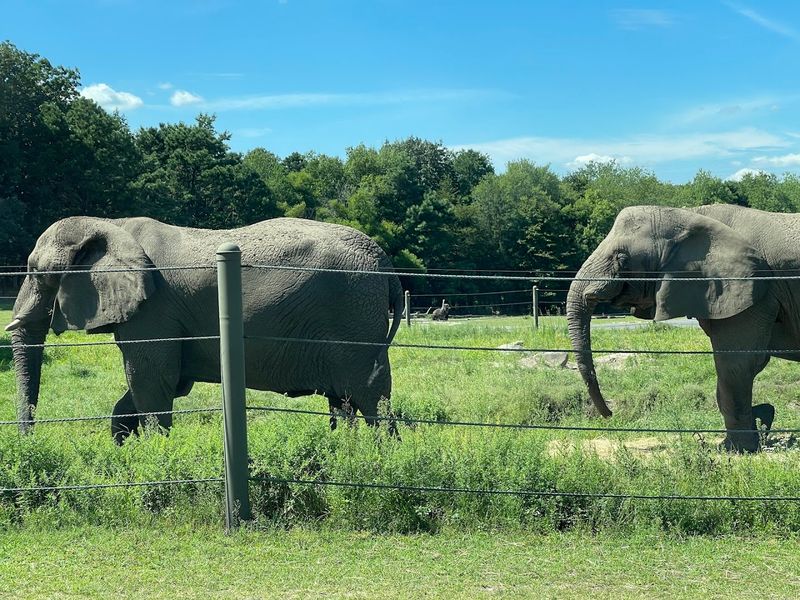 Wildlife Conservation and Animal Care at the Park
