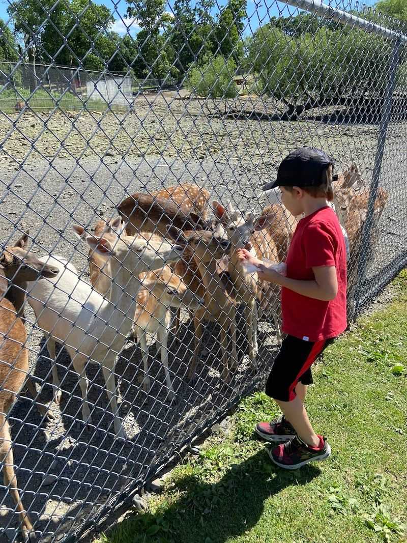 Feeding the Deer and Goats: A Crowd Favorite