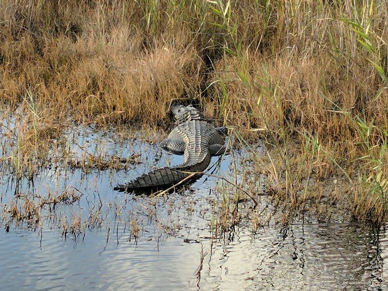 Wildlife Beyond the Birds