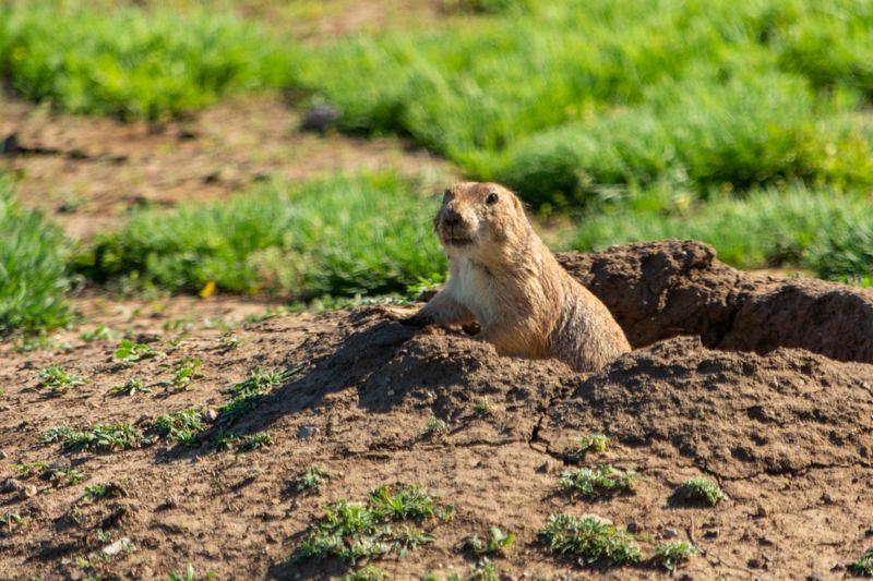 Prairie Dog Towns Have Turned Into Feeding Frenzies